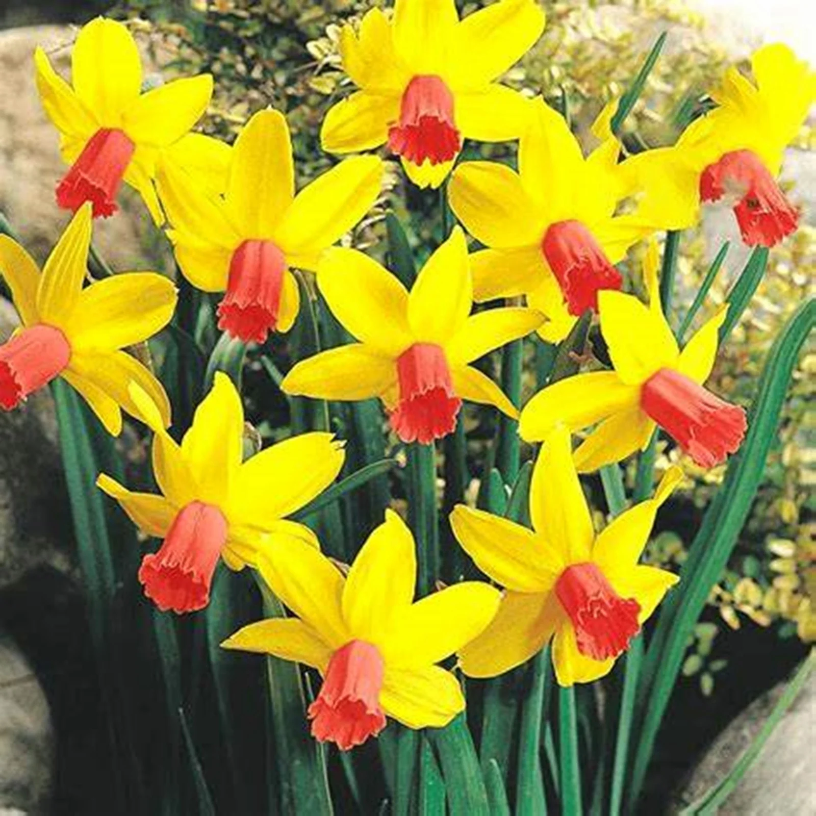 Narcissus Bulbs, Pure Fragrance, Indoor Bulbs, Perennials Fresh Air, Bedroom Decoration, Beautiful Daffodils,Narcissus Plant，Narcissus Bulbs For Sale