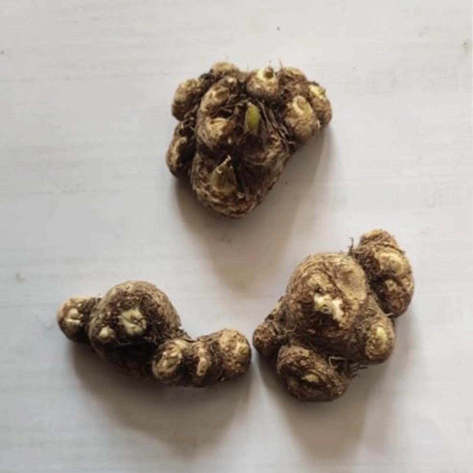 Calla Lily Bulbs,Calla Lily Plants,Calla Lilies Bulbs For Planting,Calla Lily Plants Live In Pot,Professional Planting,Calla Lily Bulbs For Sale.