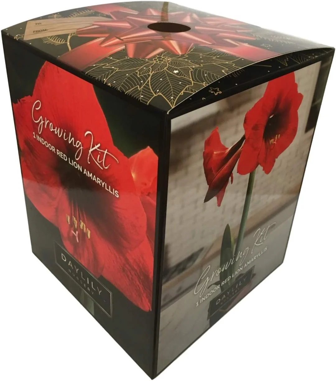 Red Lion Amaryllis Kit - Great Gift - Large Bulb, Pot and Potting Medium