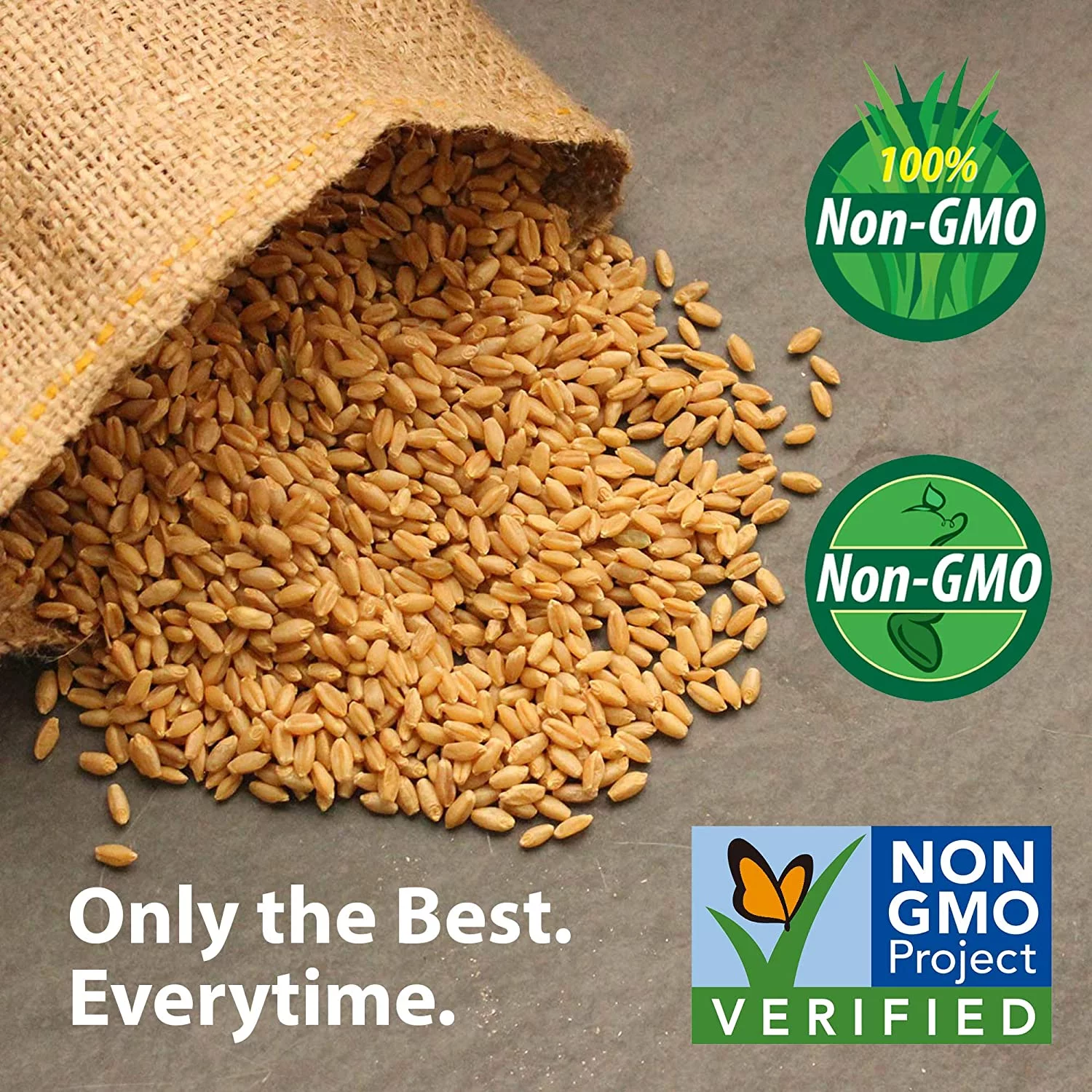 Organic Tesuque Oats - 1 Lb ~15,000 Seeds - Non-GMO Grain & Cover Crop Seeds for Farm & Garden - Heirloom - Whole - Husk On