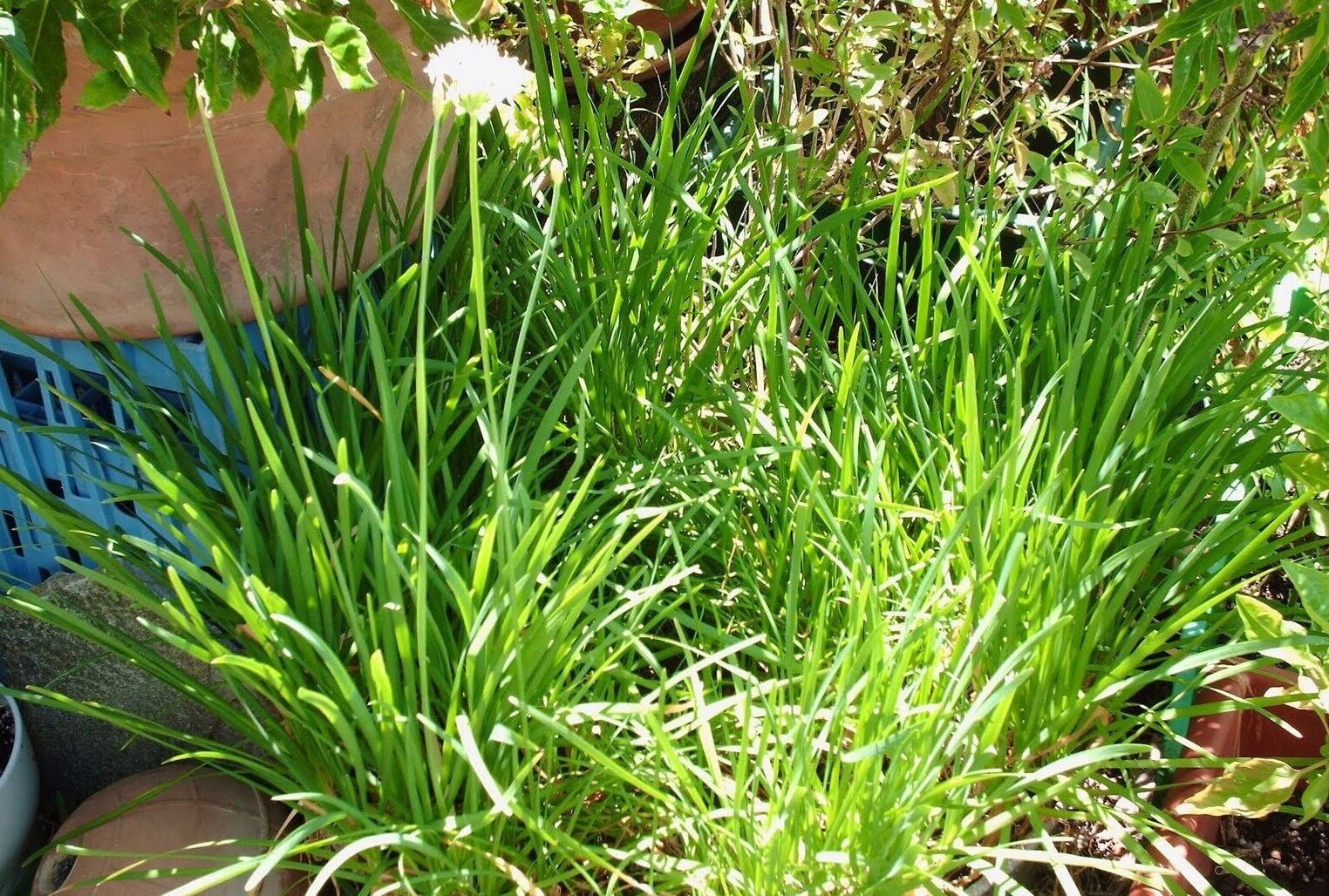 Garlic Chive Seeds, Herb, Allium Tuberosum, Heirloom, NON-GMO, , FREE SHIPPING, 40k Seeds or 1/4 LB