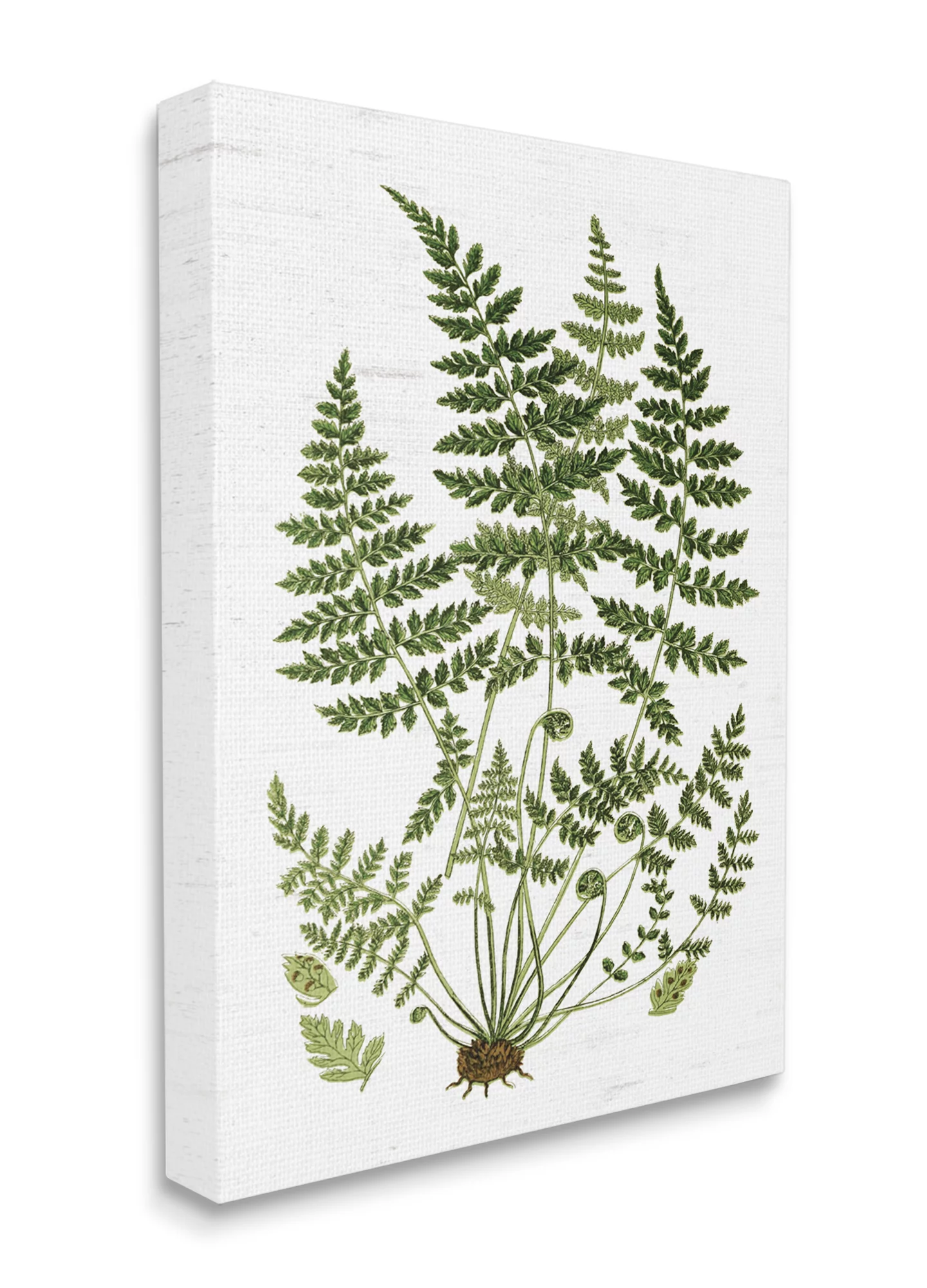 Stupell Industries Forest Botanicals Charming White Willow Greenery Canvas Wall Art, 24 x 30, Design by Lettered and Lined