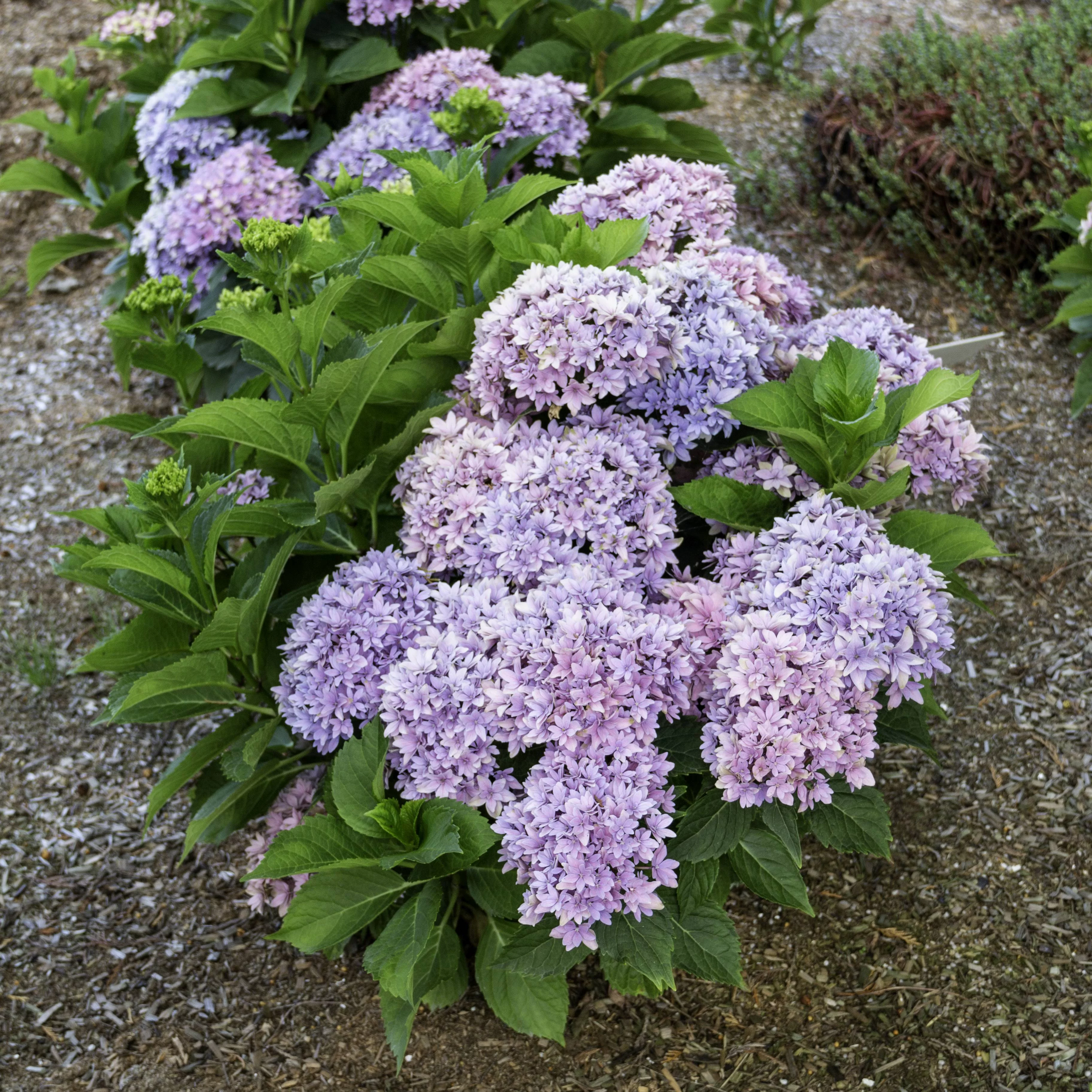 2 gal. Starfield Bigleaf Hydrangea (Macrophylla) Live Shrub, Pink Flowers