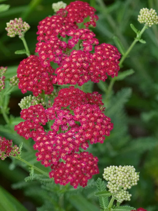 Red Yarrow Seeds, Rubra, Easy Grow Perennial, Herb, Butterflies, FREE SHIPPING, 100k or 1/2 OZ