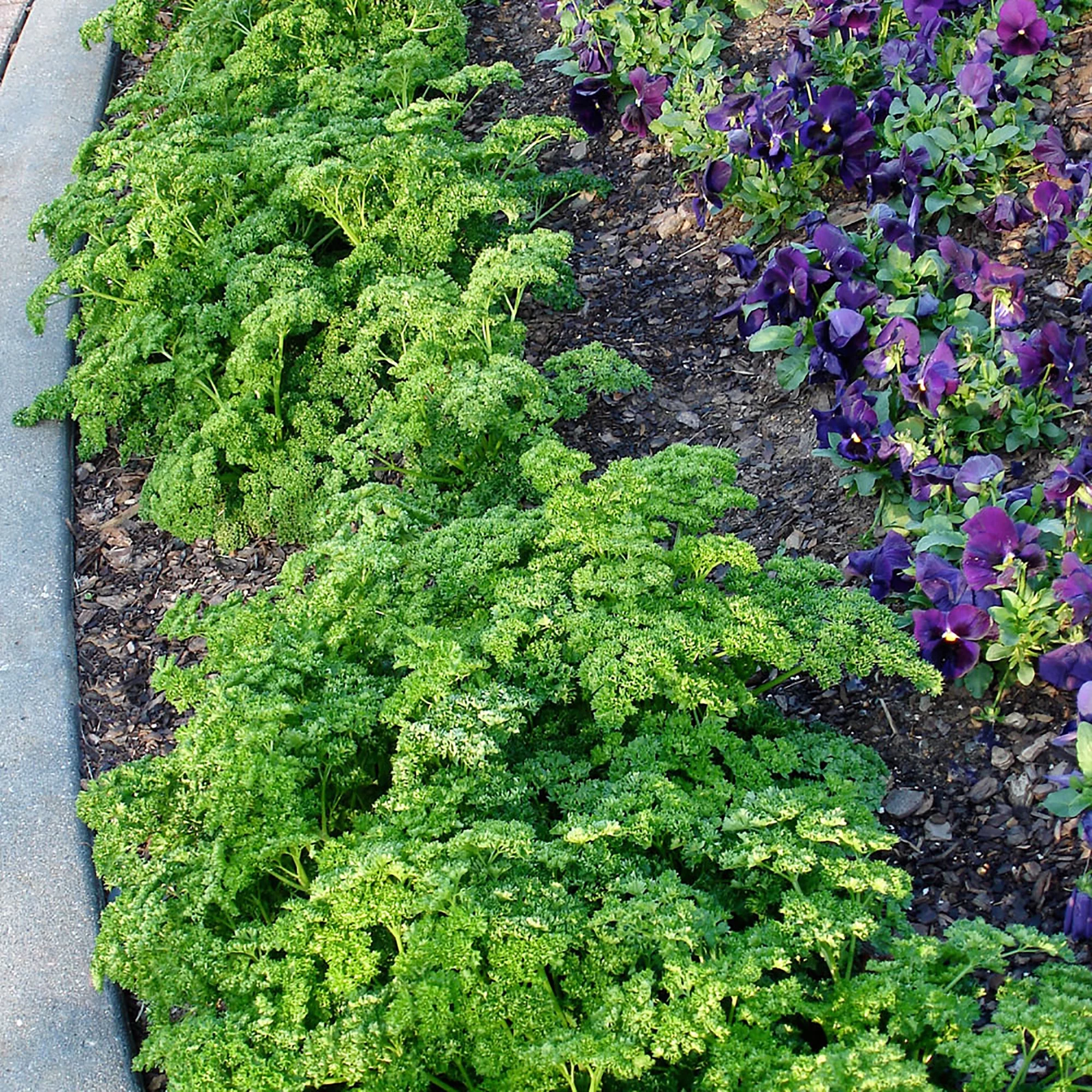 Bonnie Plants Curled Parsley 2.32 qt.