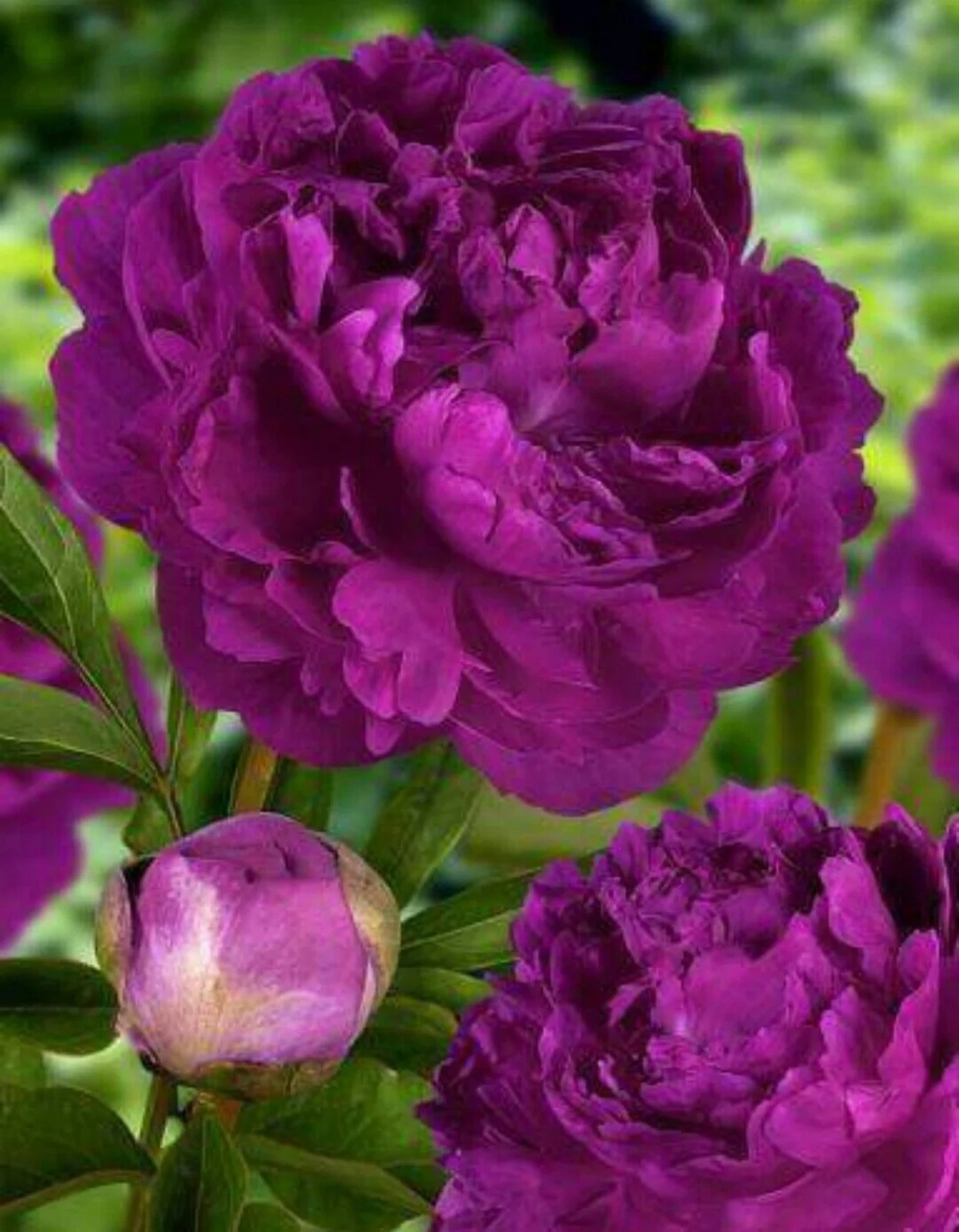 Peony Bulbs, Peony Bulbs, Perennials, Ornamental,Potted Plant, Four Seasons,Peony Bulbs For Sale