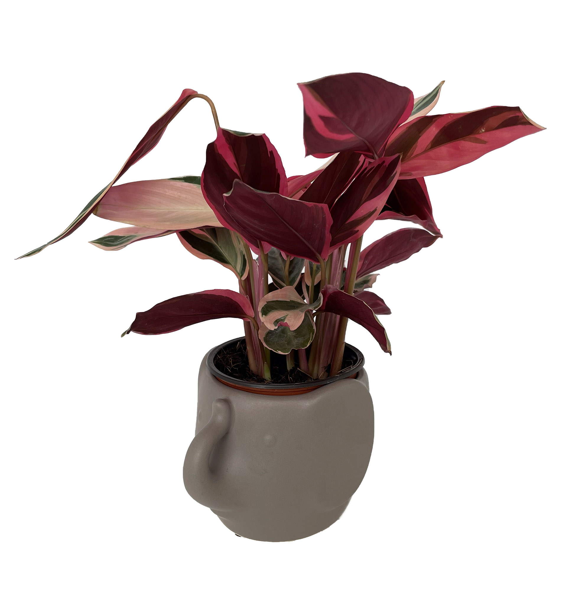 Grey Elephant Ceramic Animal Pot - 6