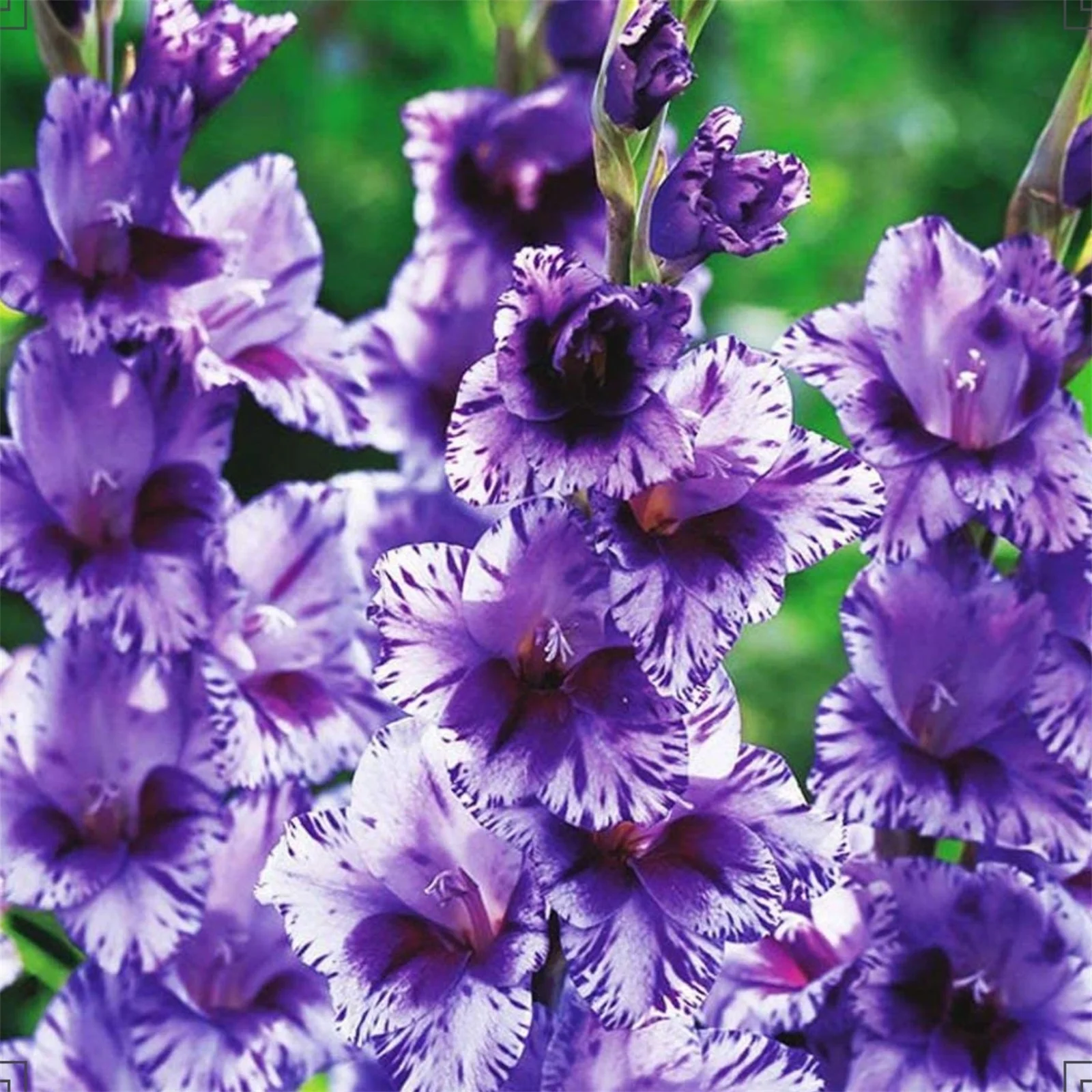 Gladiolus bulbs  ，colorful bulbs , beautiful flower bulbs , exotic, floral decoration