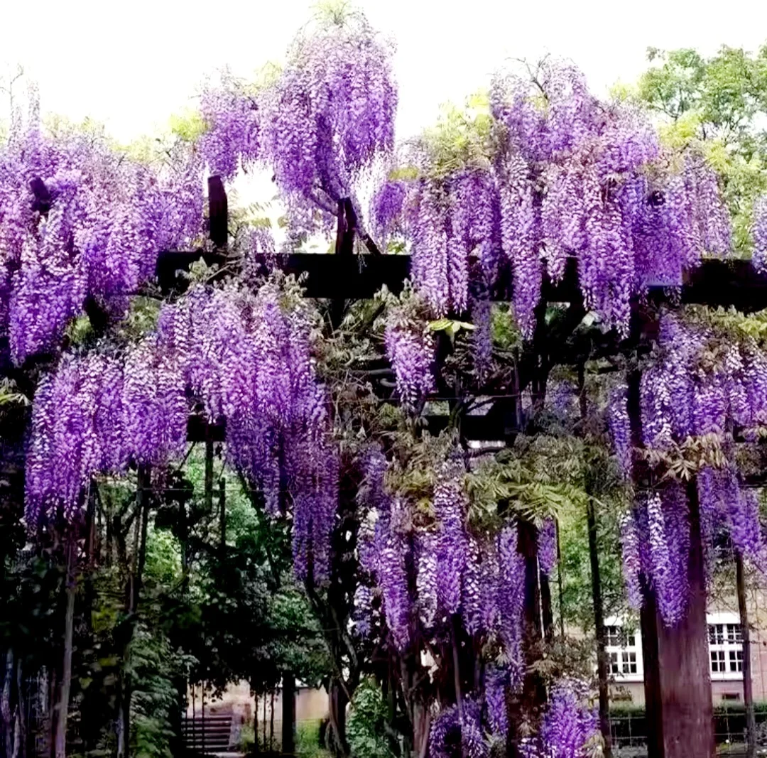 25 Japanese Wisteria Seeds Purple Flowers with Scented Fresh 2024