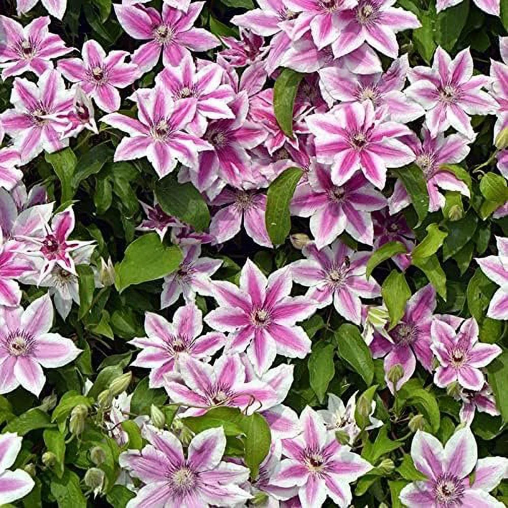 Clematis Carnaby - 10 Live Plants in 4 Inch Growers Pots - Clematis 'Carnaby' - 2 Years Old Ready to Be Planted - Beautiful Deep Pink and Red Flowering Vine