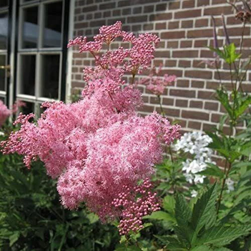 15 Rare Queen of The Prairie Seeds to Grow Filipendula rubra Made in USA