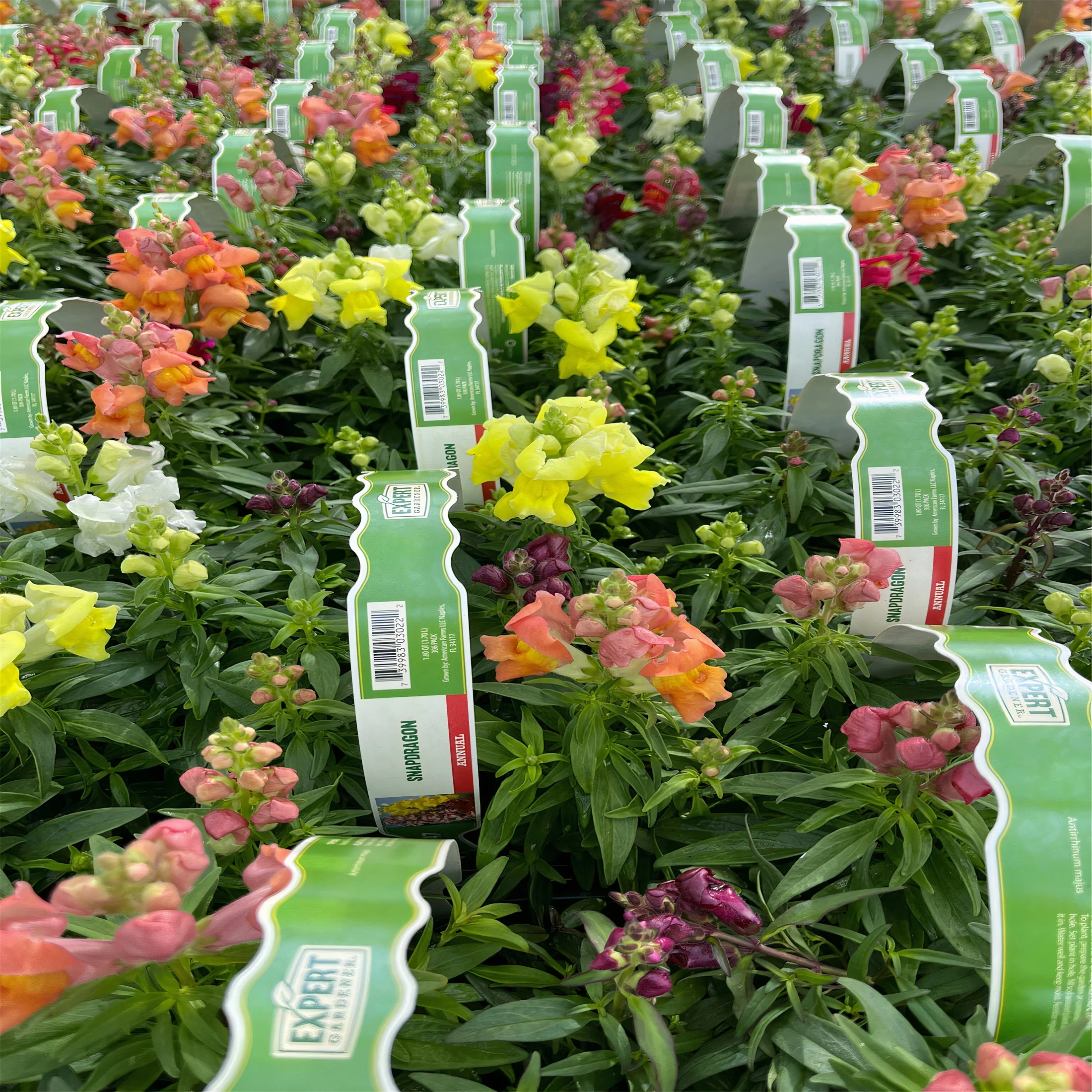 Expert Gardener Live Plant 6PK Snapdragon Grower Pot Full Sun or Partial Shade