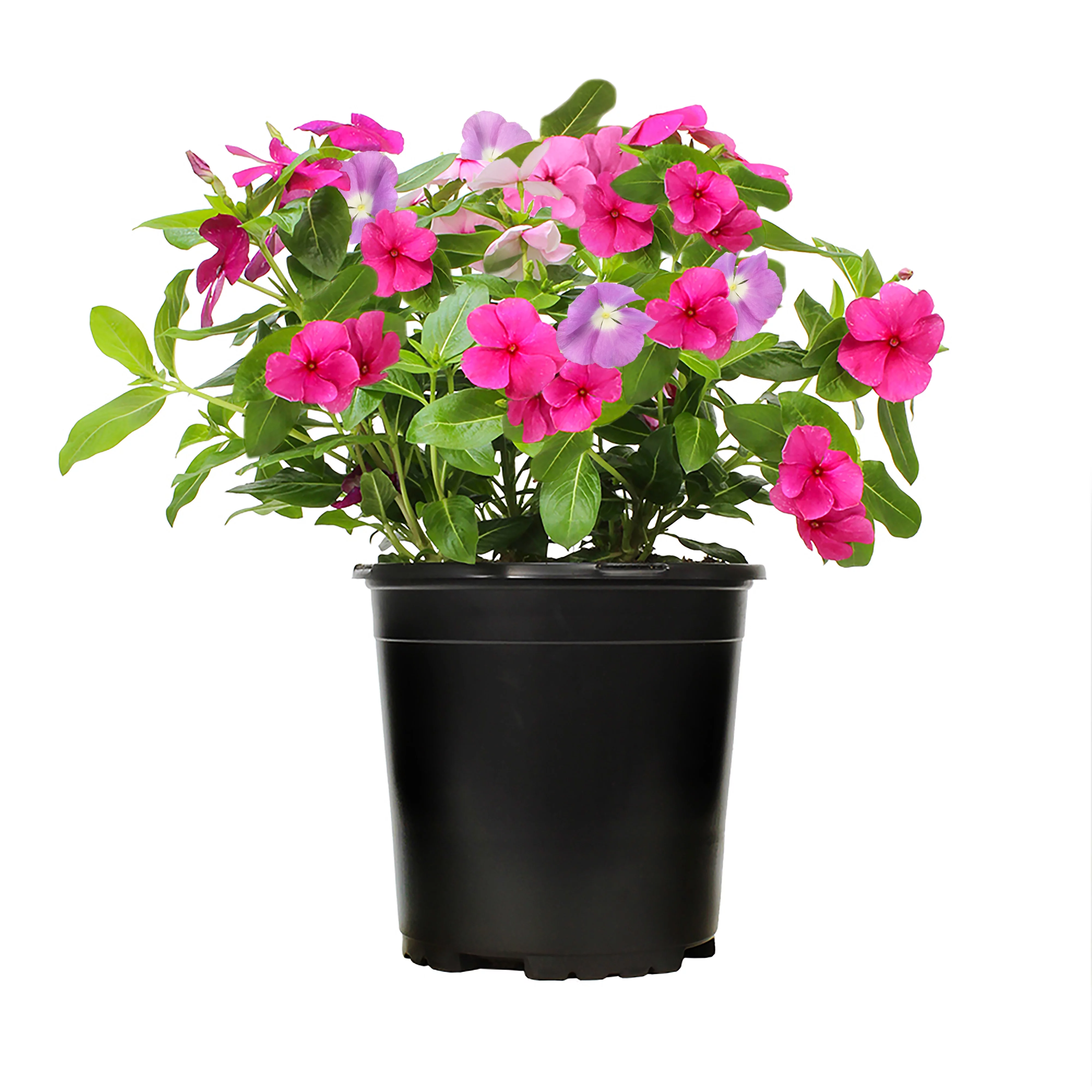 Expert Gardener 2QT Vinca Live Plant Sun