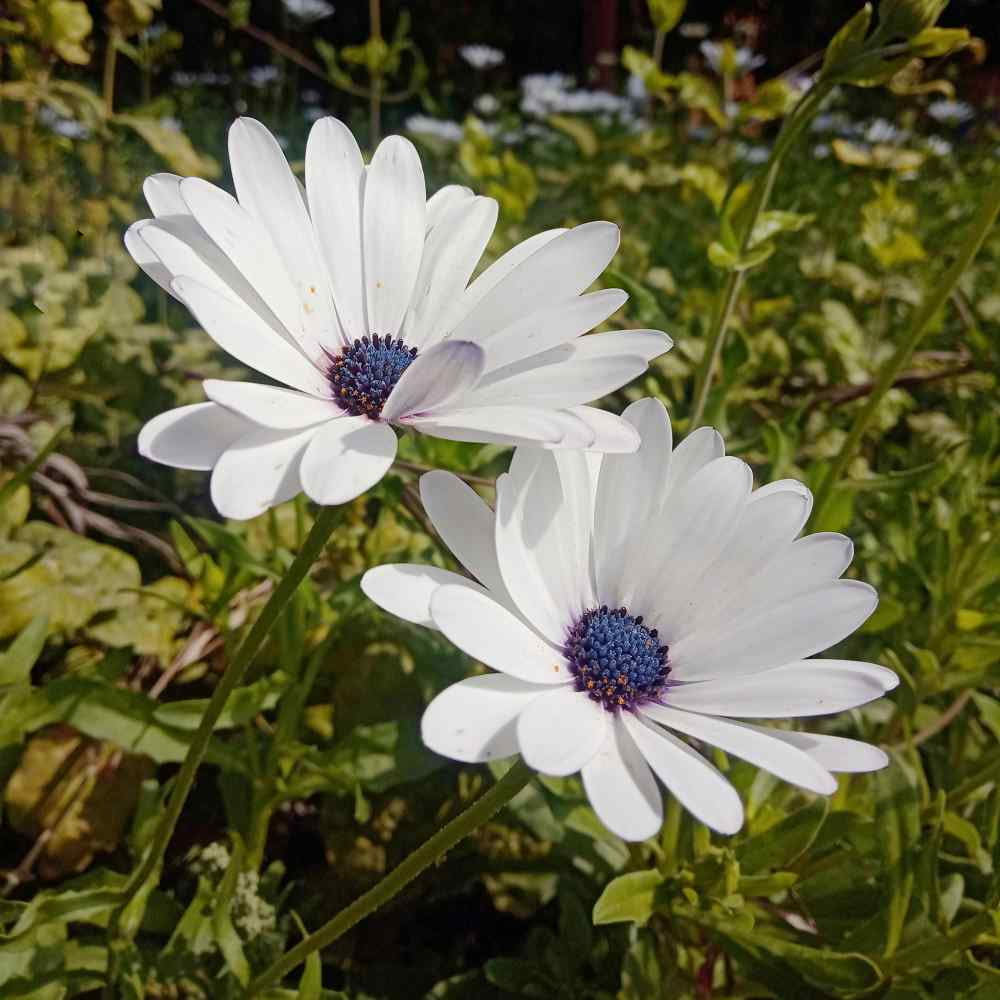 Outsidepride Osteospermum Ecklonis Flower Seed - 500 Seeds