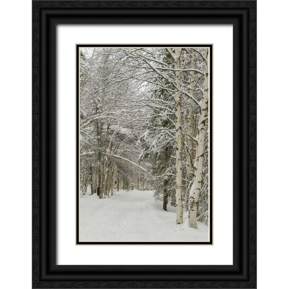 Illg, Cathy and Gordon 23x32 Black Ornate Wood Framed with Double Matting Museum Art Print Titled - USA, Alaska Snow-covered birch and spruce forest