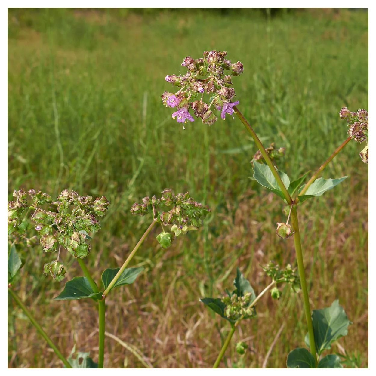 Everwilde Farms - 60 Wild Four O Clock Native Wildflower Seeds - Gold Vault Jumbo Bulk Seed Packet