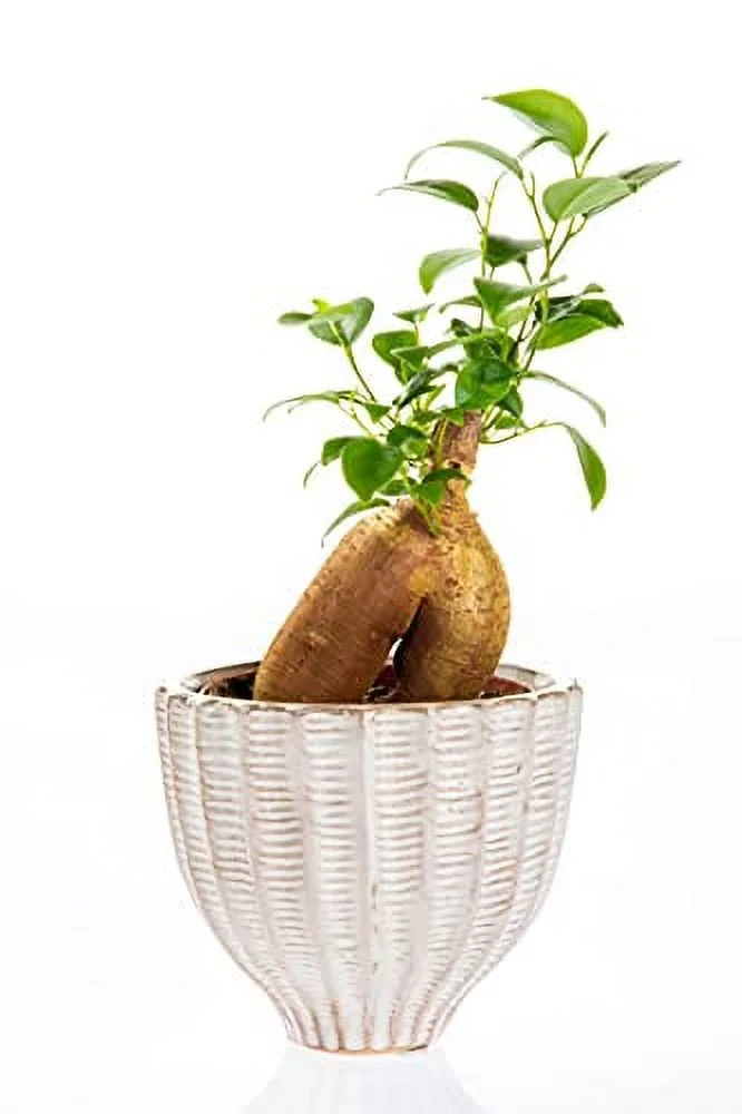 Honey Comb Ceramic Pot for Plant (4.5