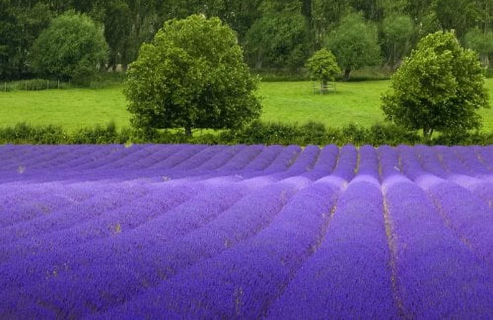 Lavender Common English Nice Garden Flower 200 Seeds By Seed Kingdom