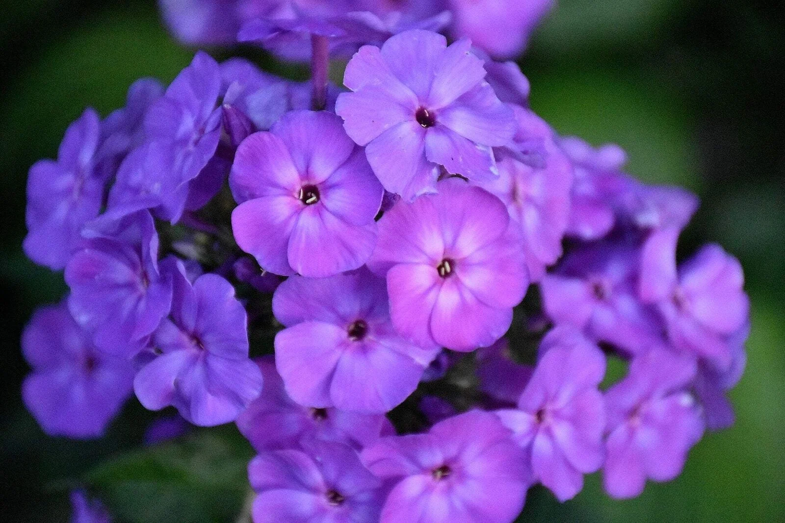 250 Dwarf BEAUTY BLUE PHLOX Drummondii Nana Compacta Fragrant Violet Blue Flower