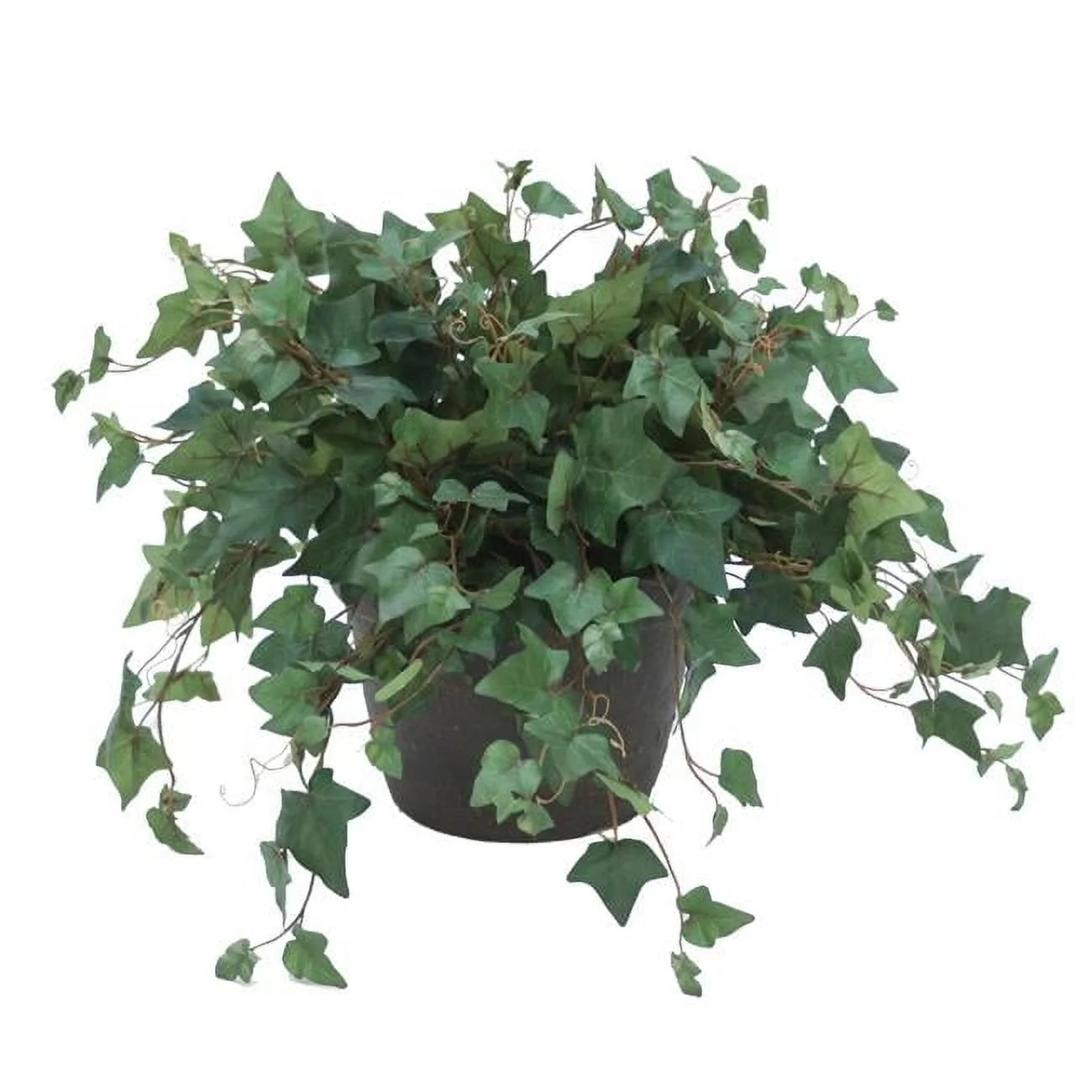 Unisex Mt Ivy in Brown Clay Pot - Green