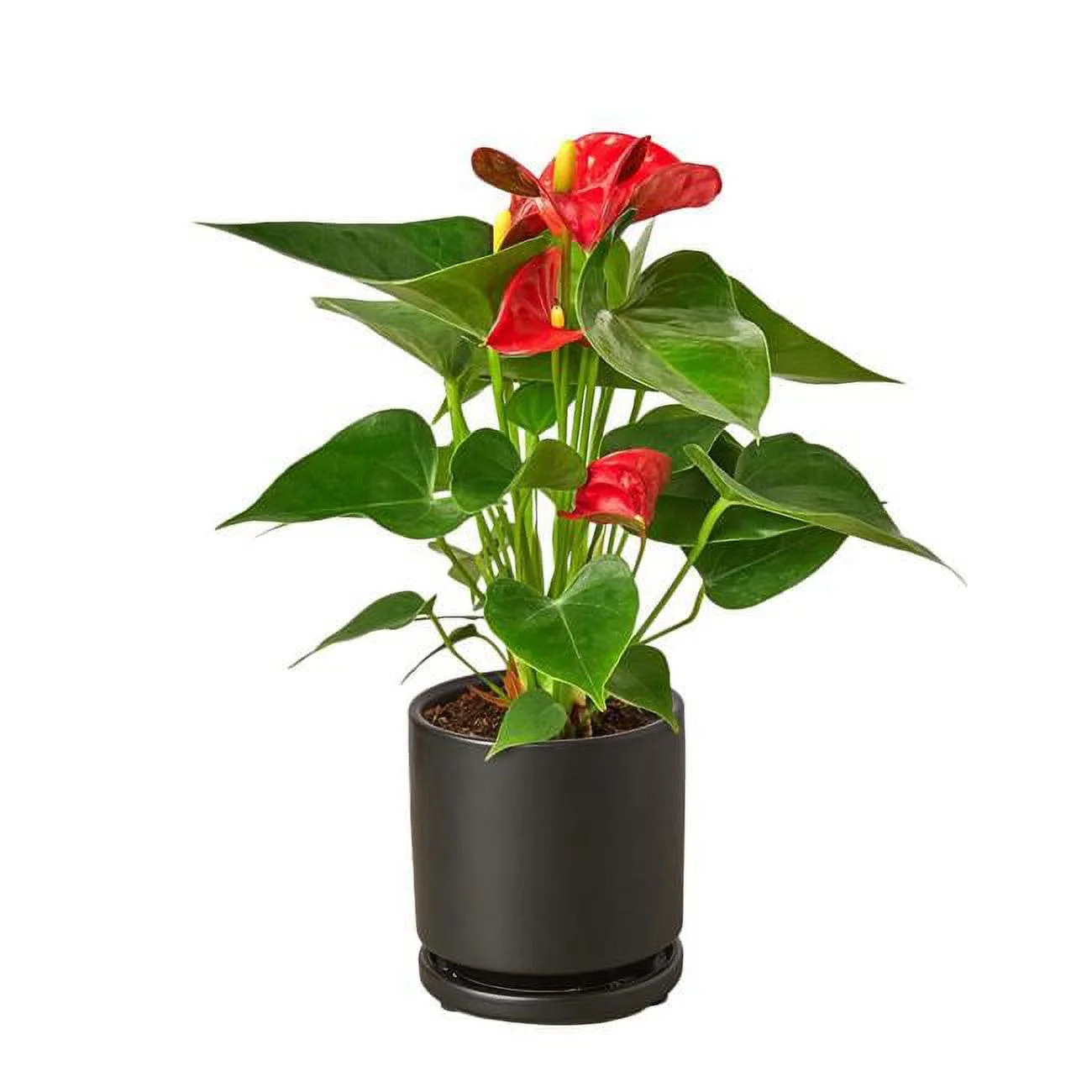 4-ANTHURIUM-RED-PP.BLK.CYL 4 in. Anthurium Red Cylinder Pot, Black