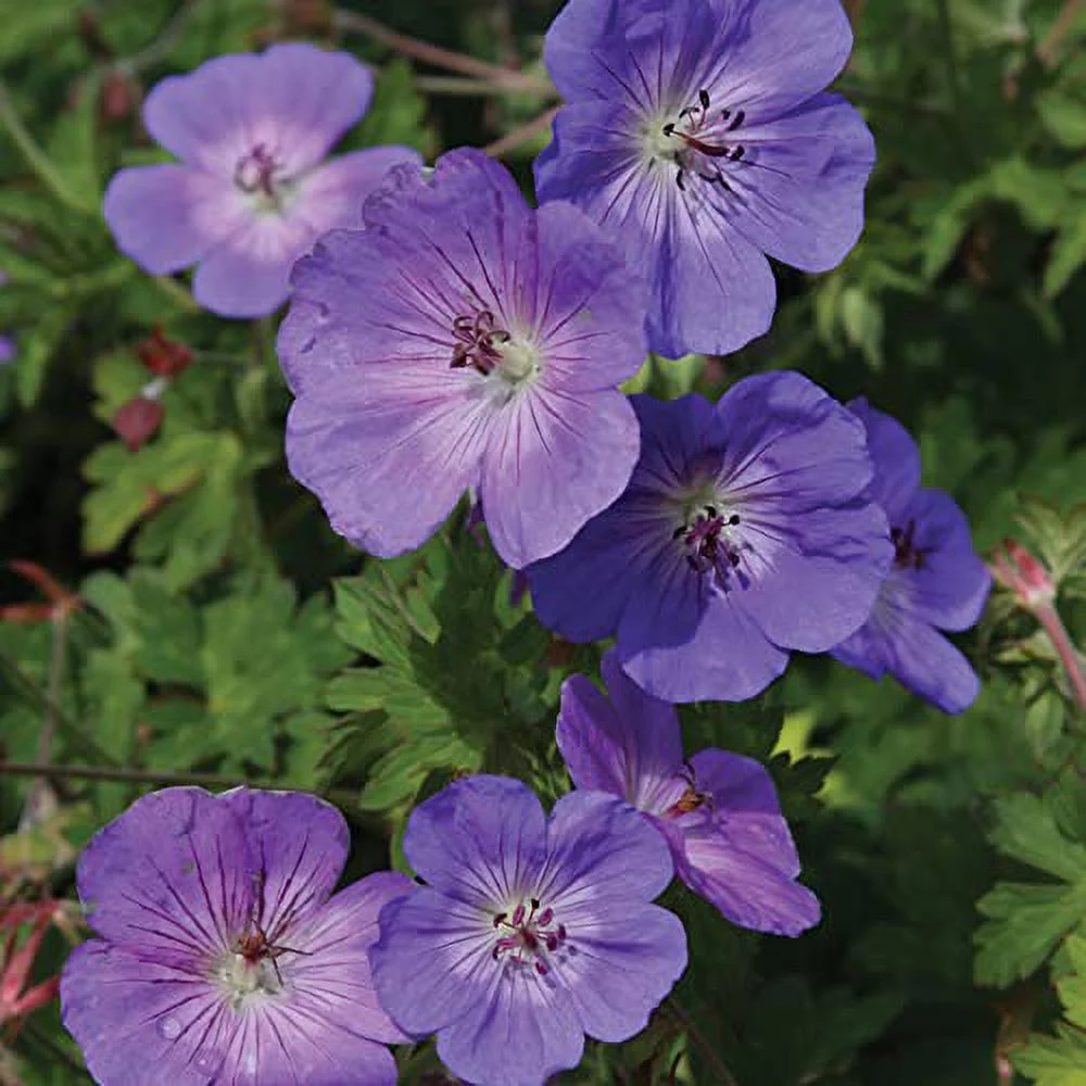 Geranium 'Rozanne' Seeds Perennial Long Blooming Period Plant Attract Bees & Butterflies Low Maintenance Ground Cover 55Pcs Flower Seeds by YEGAOL Garden