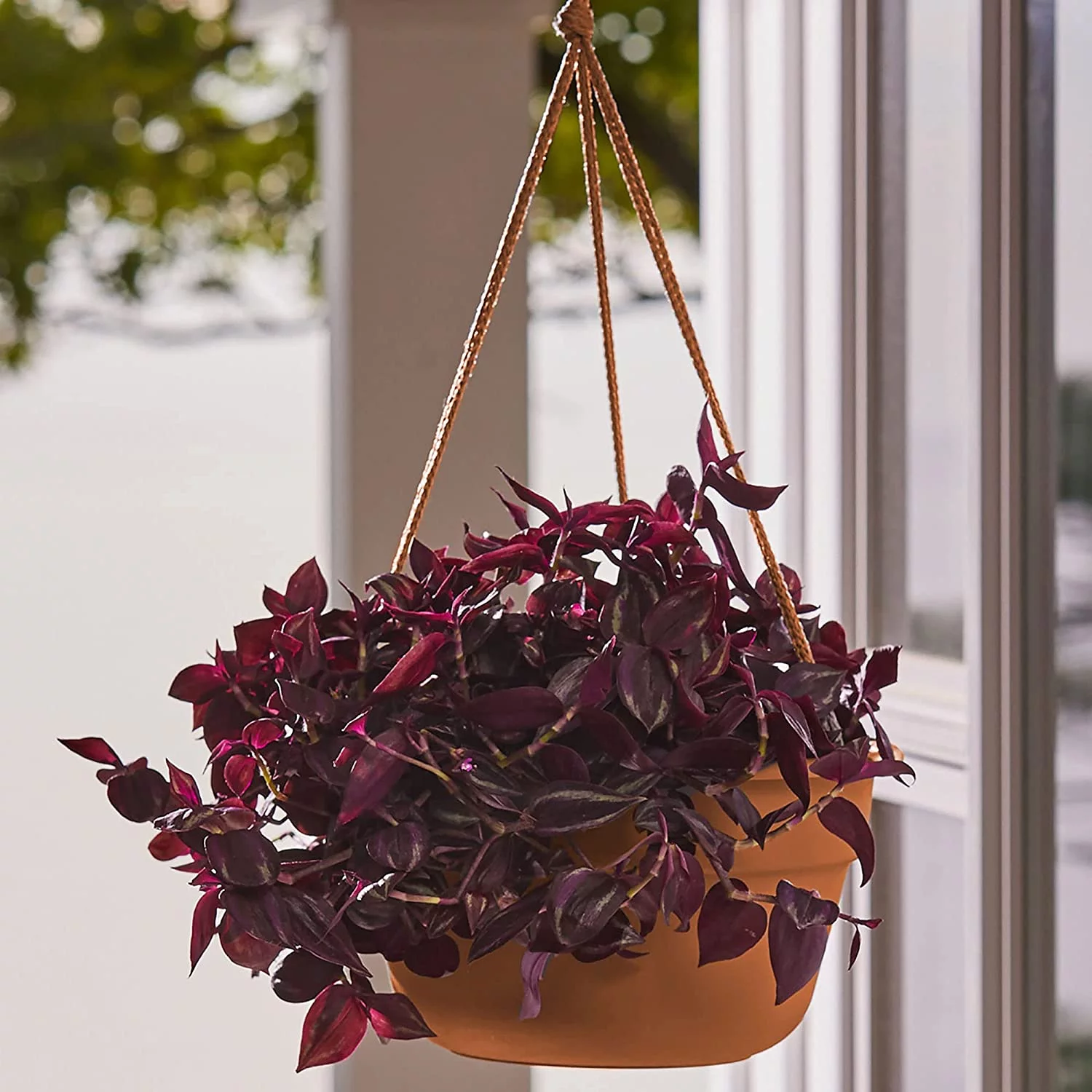 Dura Cotta Self Watering Hanging Basket Planter 12