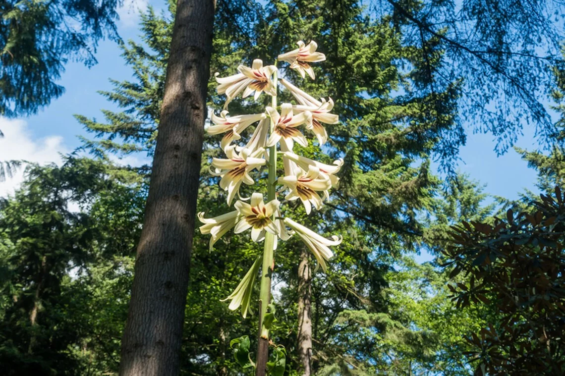 Lily Seeds-20 Giant Himalayan Lily Largest of All Lilies! Cardiocrinum giganteum