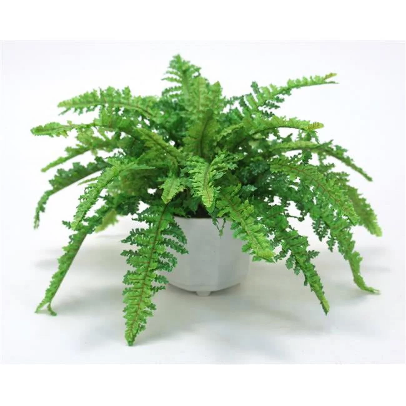 Unisex Ruffle Boston Fern in White Ceramic Planter - Neutral
