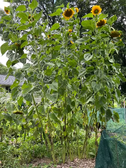 20 Kong Hybrid sunflower seeds #14