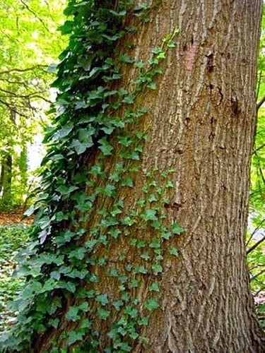 English Ivy 48 Plants - Hardy Groundcover - Sun or Shade -1 3/4