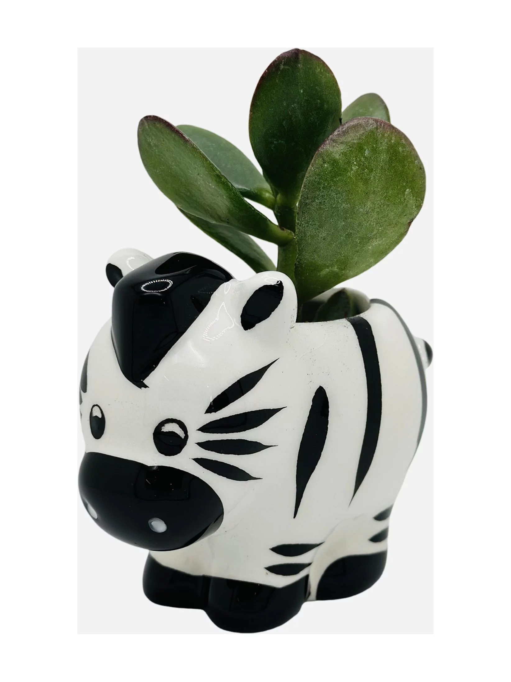 CZ Grain 1 Pot | 3 Inch | Small Succulent Plant Ceramic Animal Pot, Cute Home and Office Decor (Zebra)