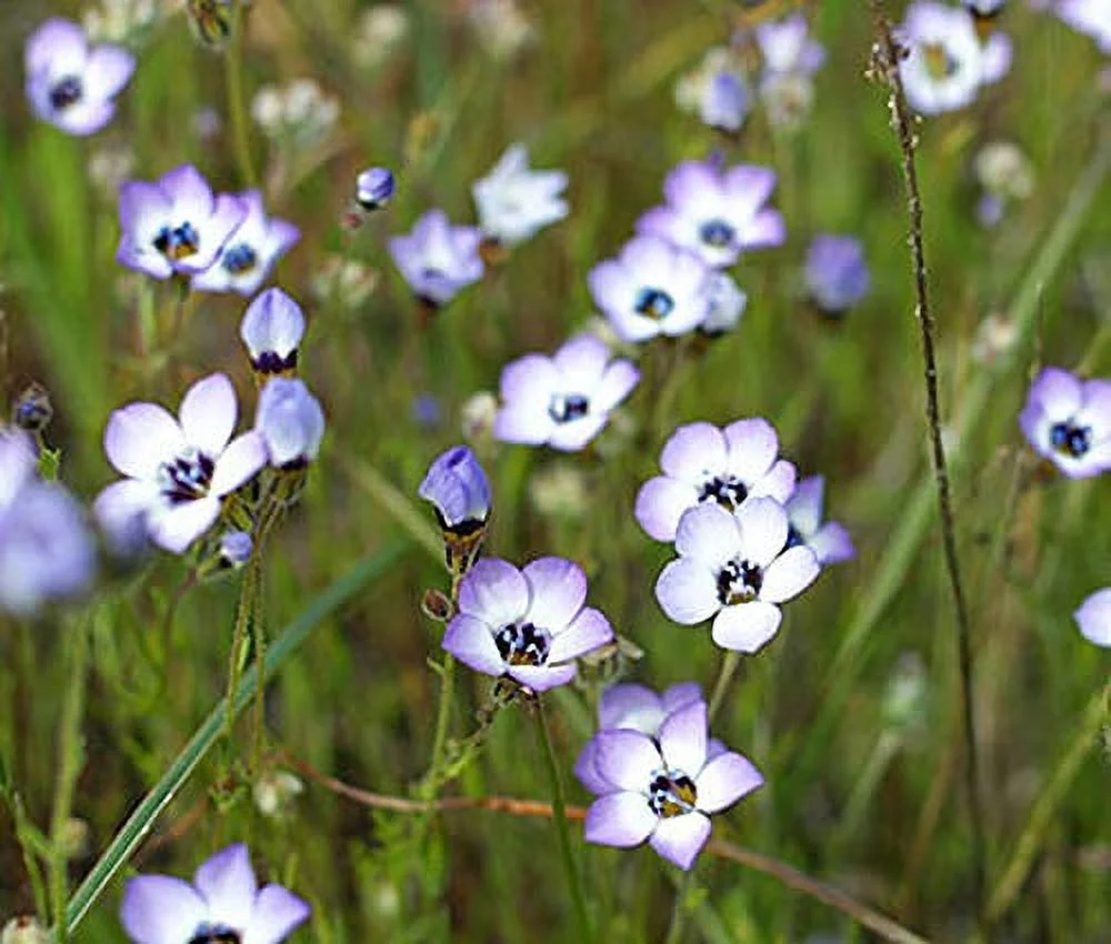 Gilia Birds-Eye Flower Seeds, 2500 Heirloom Seeds Per Packet, Non GMO Seeds, Gilia Tricolor