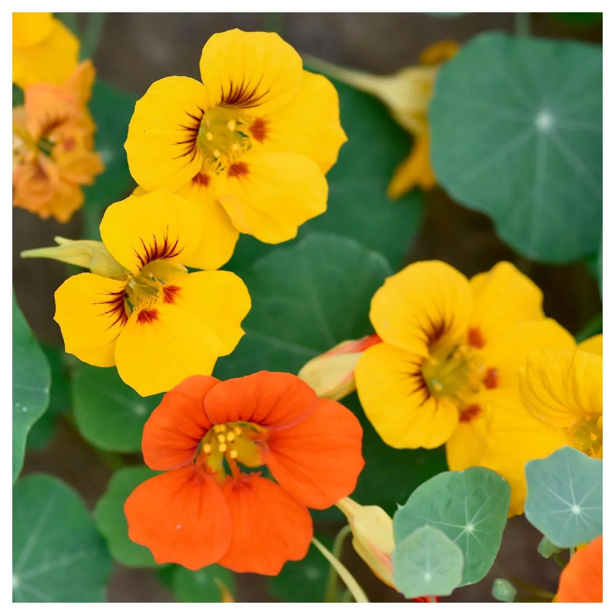 Everwilde Farms - 25 Mixed Nasturtium Garden Flower Seeds - Gold Vault Jumbo Bulk Seed Packet
