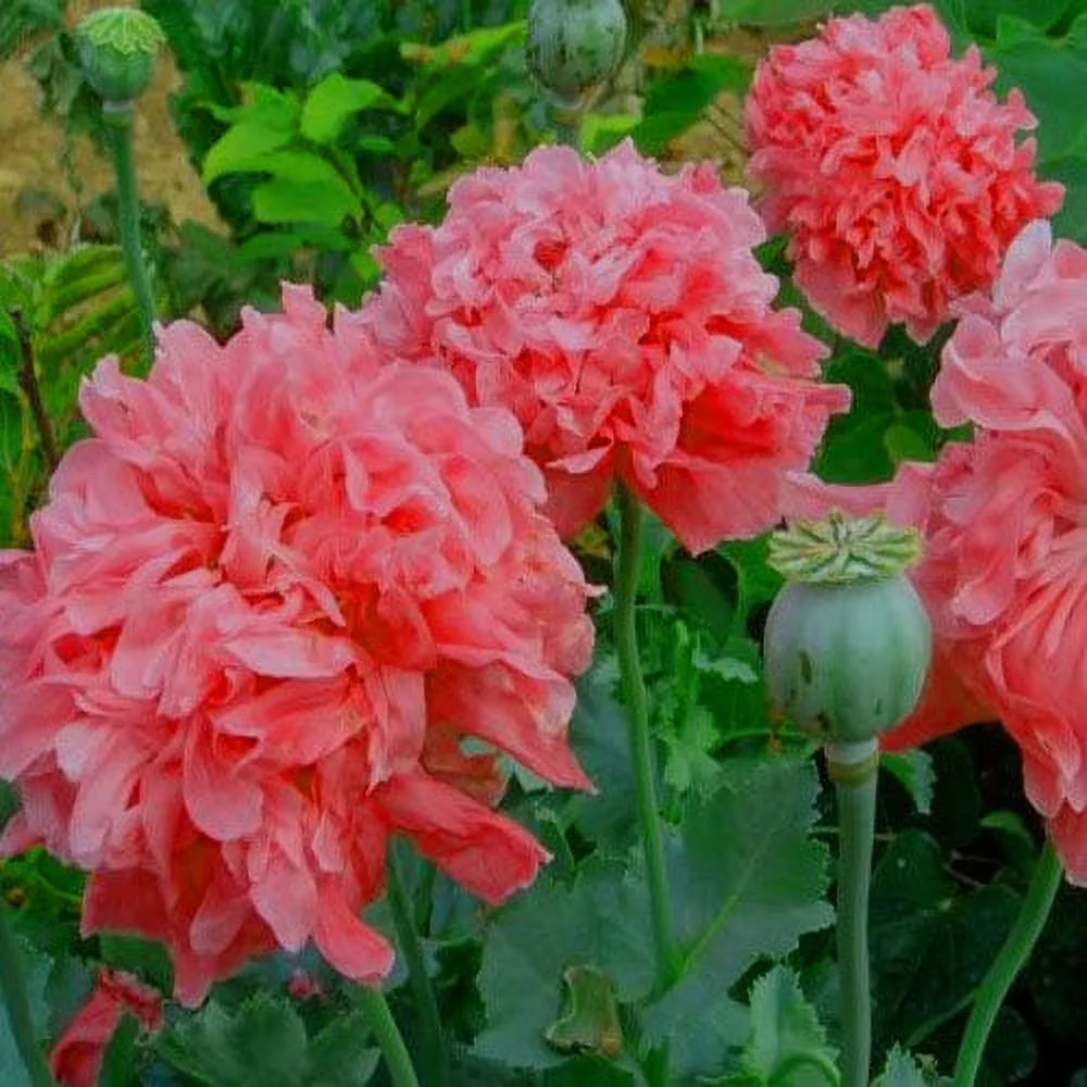 Outsidepride Peony Salmon - 10000 Seeds