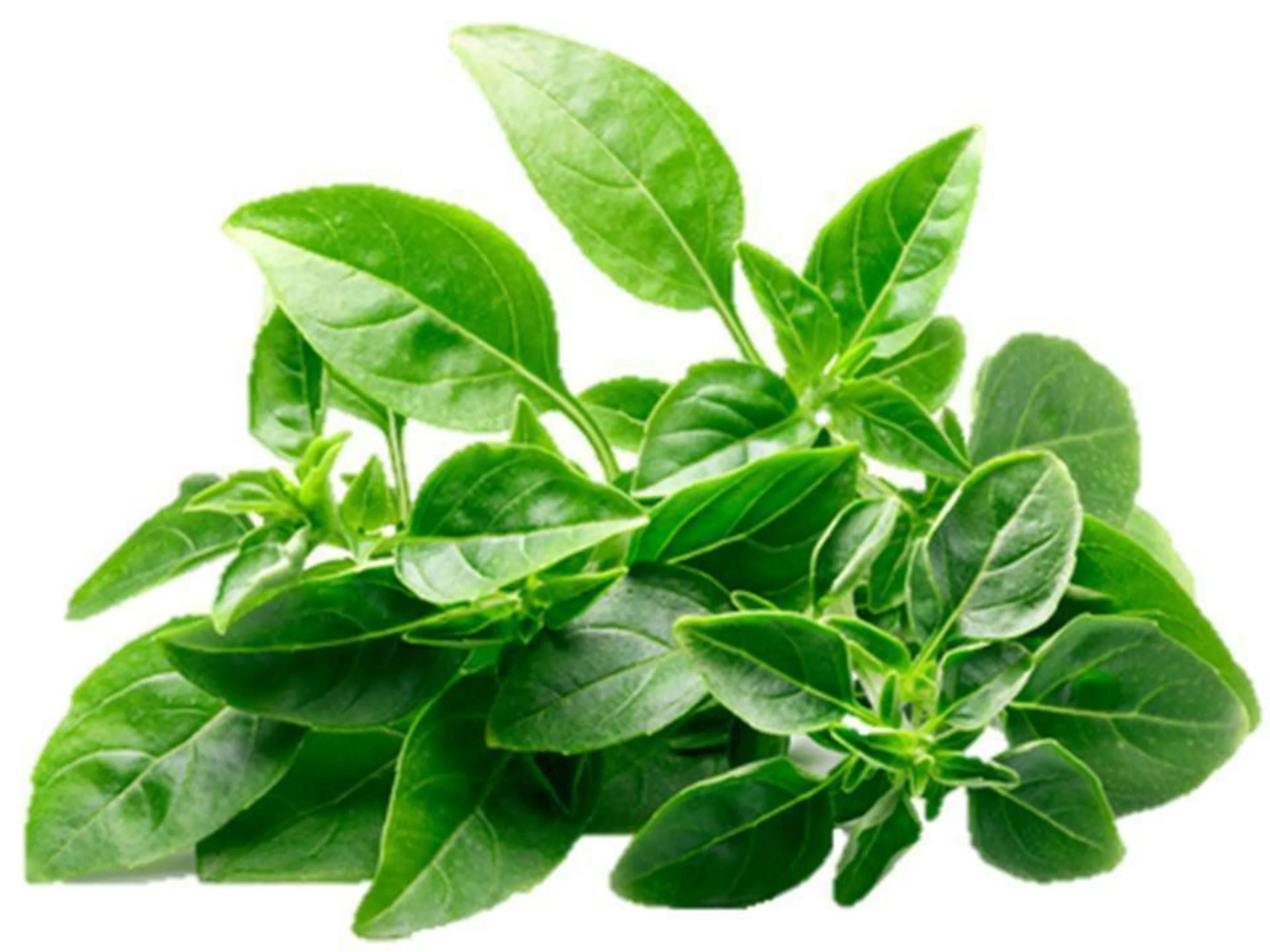 Spicy Globe Basil Seeds/ Annual/ Full Sun/ 4200 Seeds 1/4 oz/ Zellajake Farm and Garden - B249