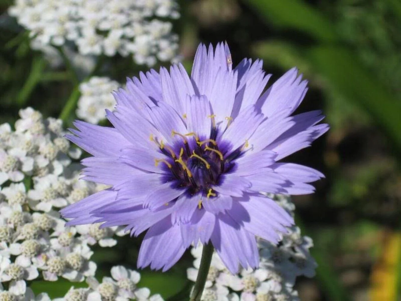 20 Blue CUPIDS DART aka ' LOVE plant ' Catananche Caerulea Flower Seeds
