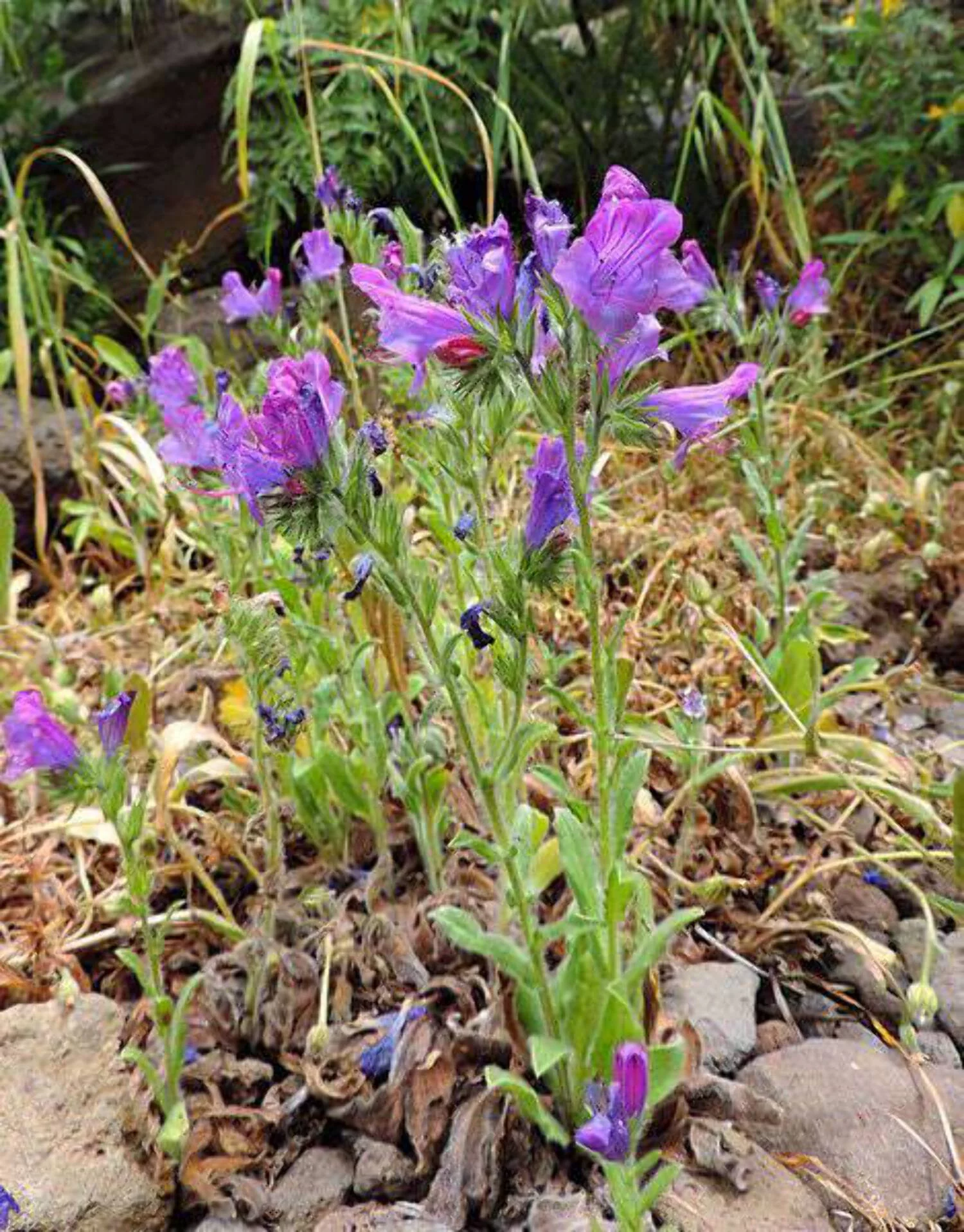 25 ROSE VIPER'S BUGLOSS Pink Echium Plantagineum Rose Bedder Flower Seeds