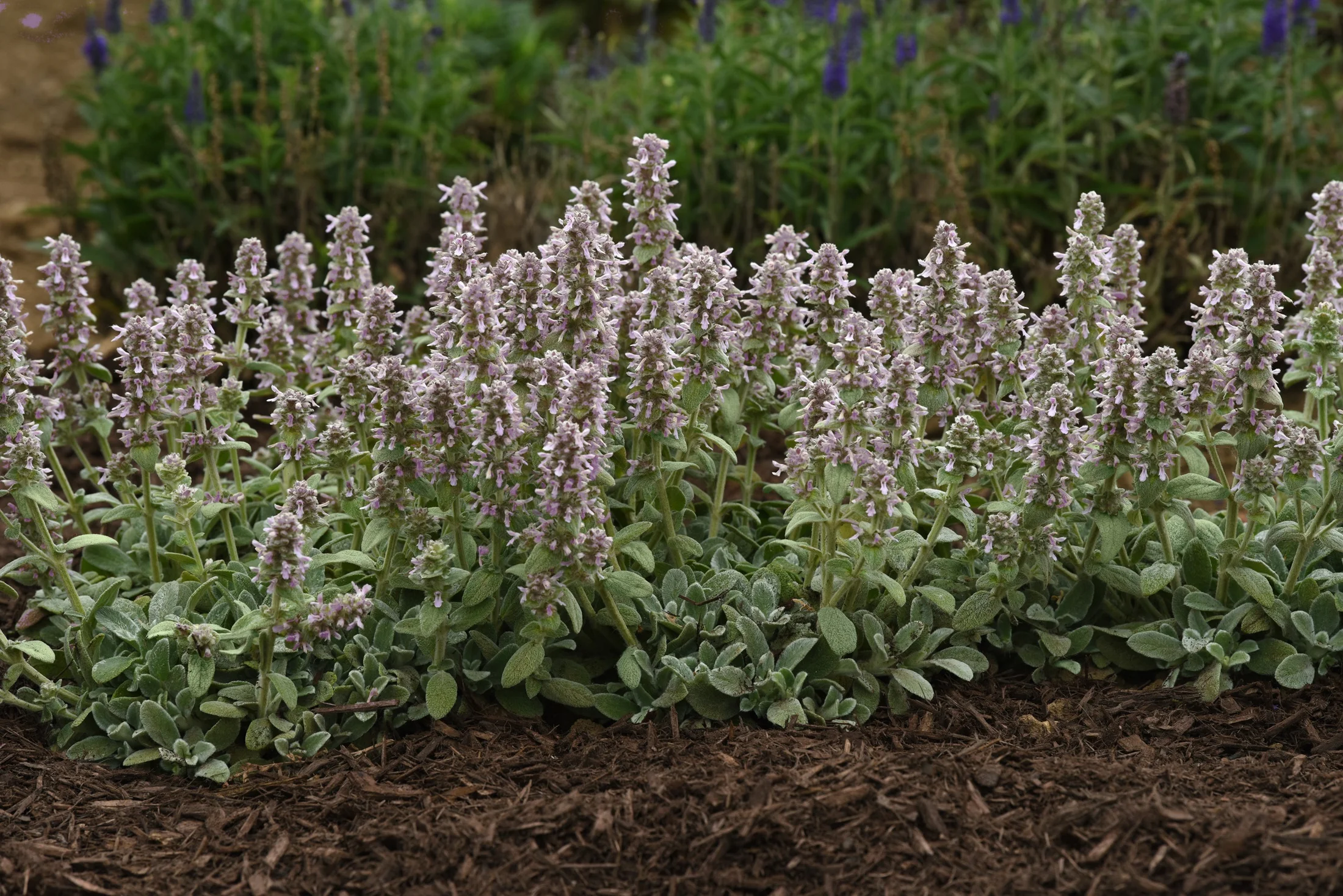 Little Lamb Stachys byzantina Perennial - Quart Pot