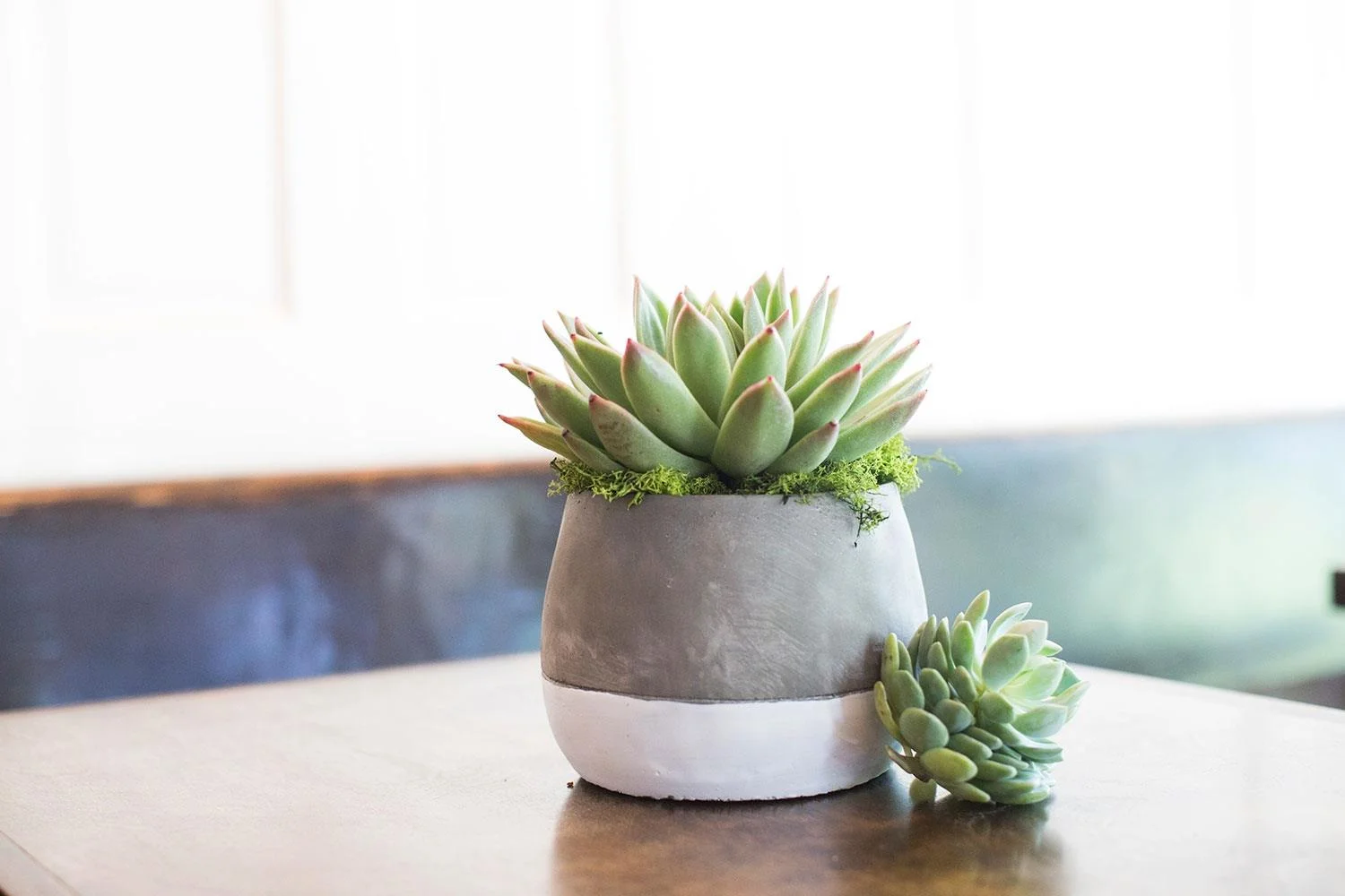 ASHLUXE Laquan Modern Antique Pot Planter