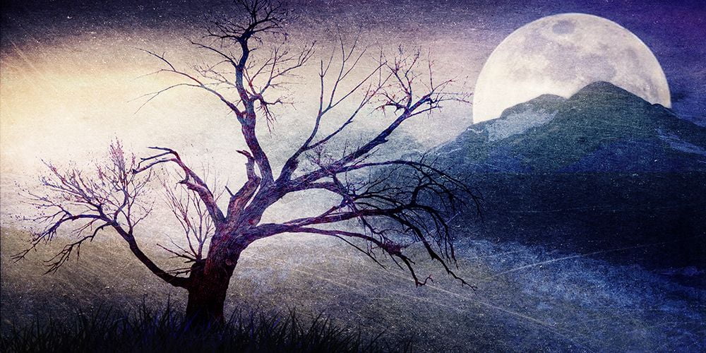 LightBoxJournal 14x9 Black Ornate Wood Framed with Double Matting Museum Art Print Titled - Cottonwood Tree Part 11