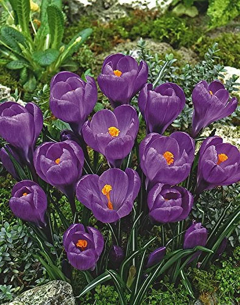 Remembrance Crocus 20 Bulbs - Very Hardy!