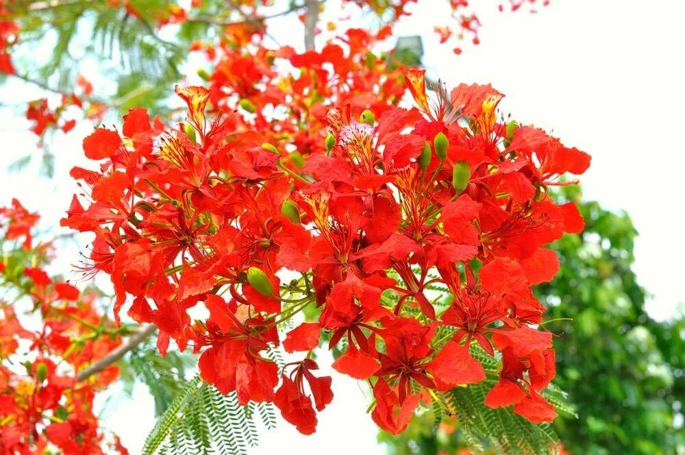 25 Seeds Delonix Regia Royal Poinciana Flamboyant Flame Tree