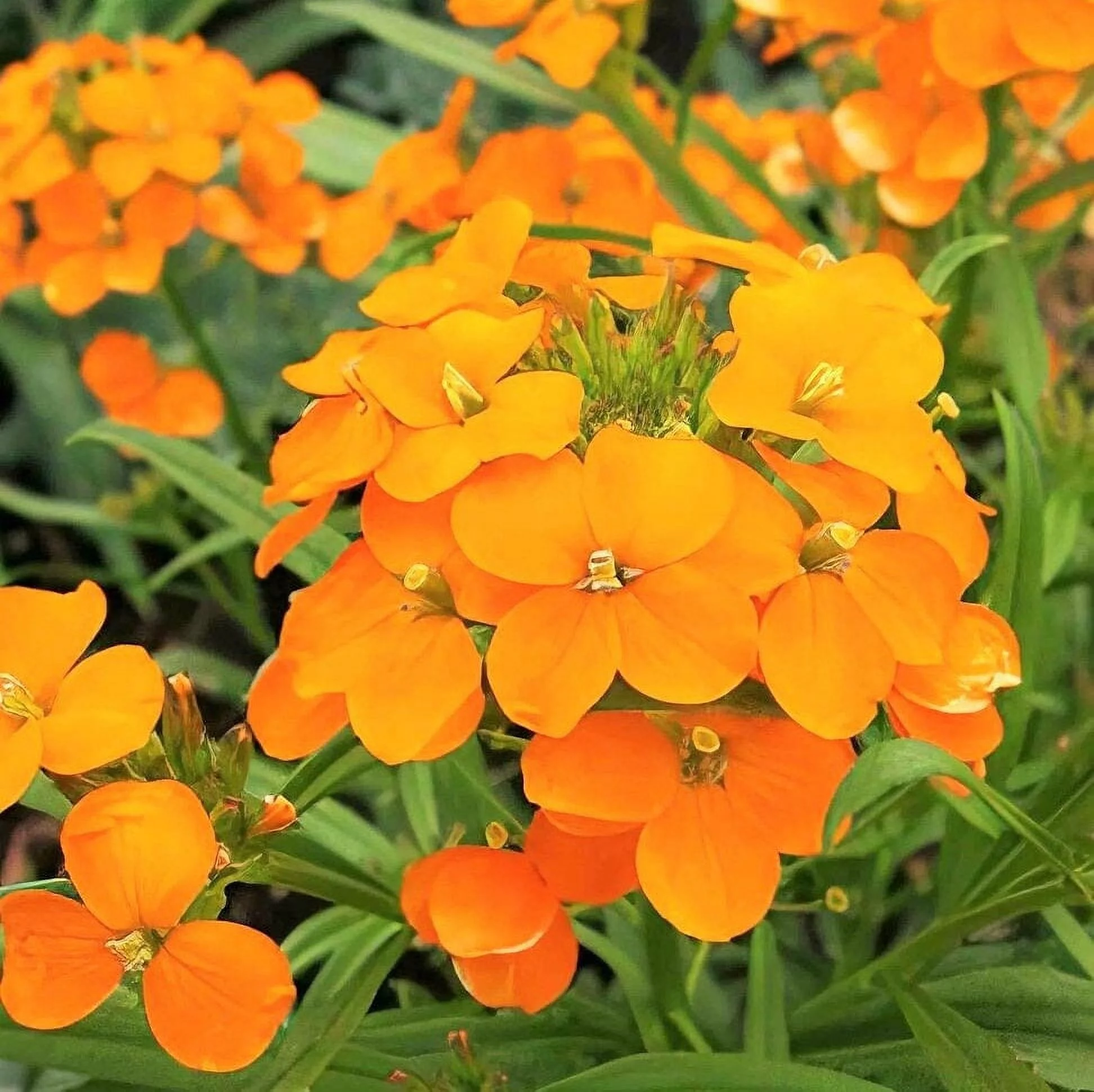 TomorrowSeeds - Siberian Wallflower Seeds - 500+ Count Packet - Erysimum Cheiri Cheiranthus Allionii Orange Flowers Spring Biennial Flower Seed NonGMO 2024 Season