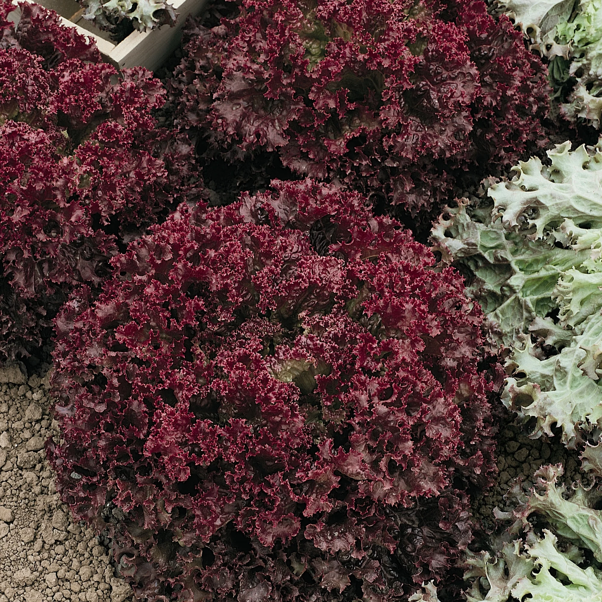 Lolita Leaf Lettuce Seeds - 1 g Packet ~850 Seeds - Non-GMO - Vegetable Garden - Lactuca sativa