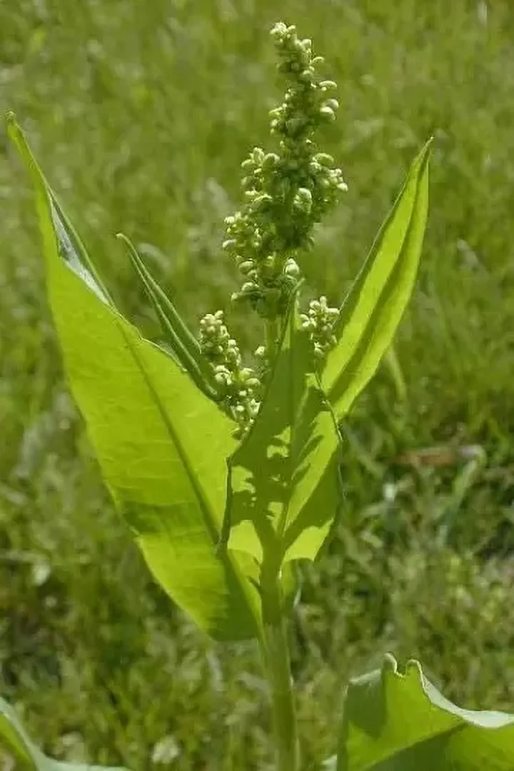 100 Perennial Pale dock seeds zone 4-9 *05