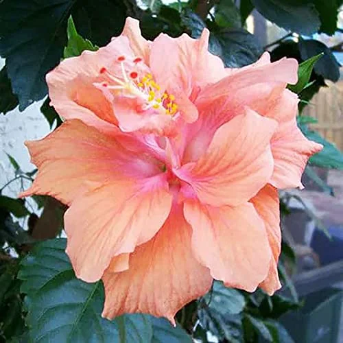 QAUZUY GARDEN 20 Rare Double Pink Orange Hibiscus Seeds Cold Hardy Perennial Tropical Exotic Flower Striking Home Garden Outdoor Flower Attract Pollinators