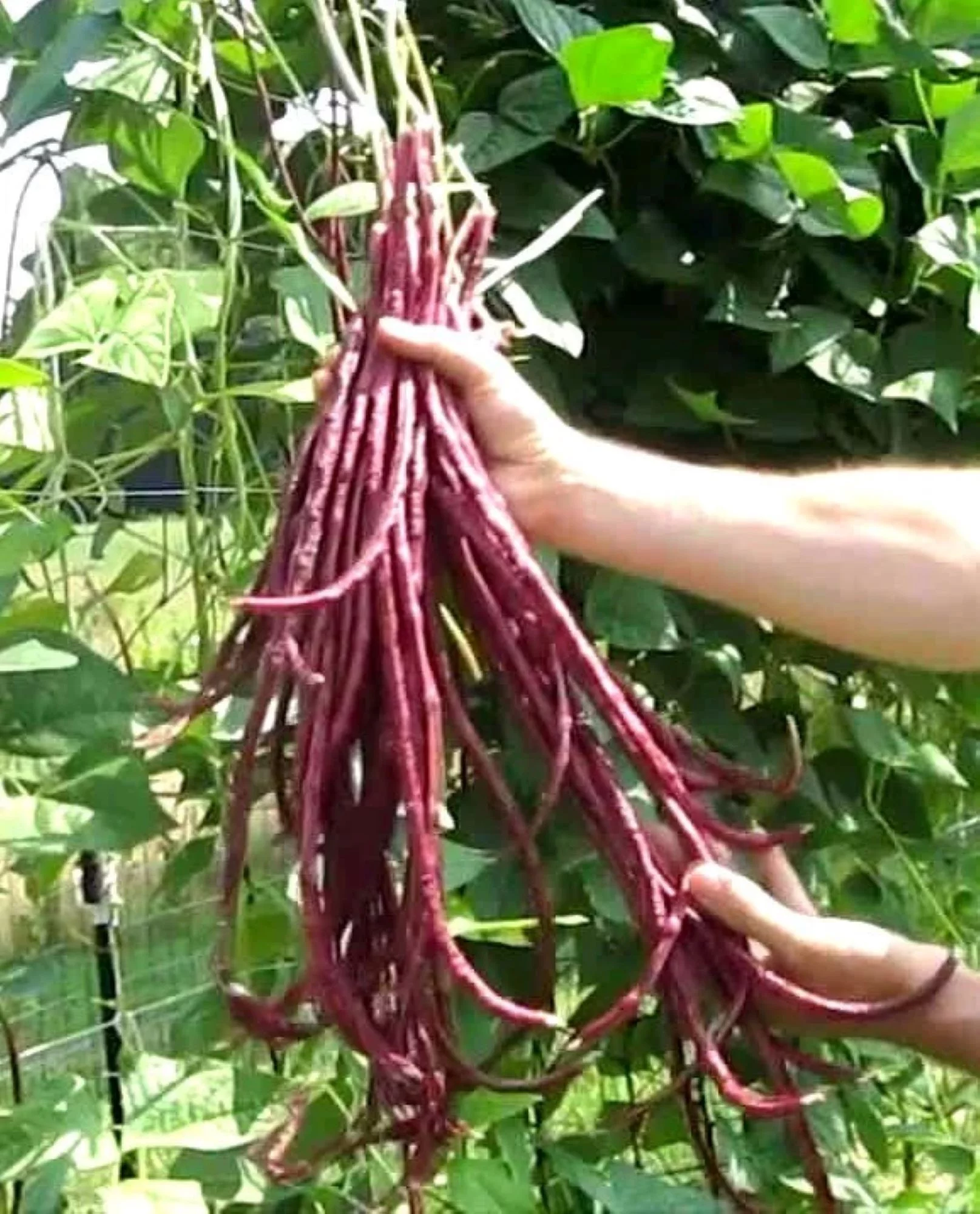 Red Yard Long Bean Seeds/ Annual/ Full Sun/40 Seeds 1/4 oz / Zellajake Farm and Garden- B66