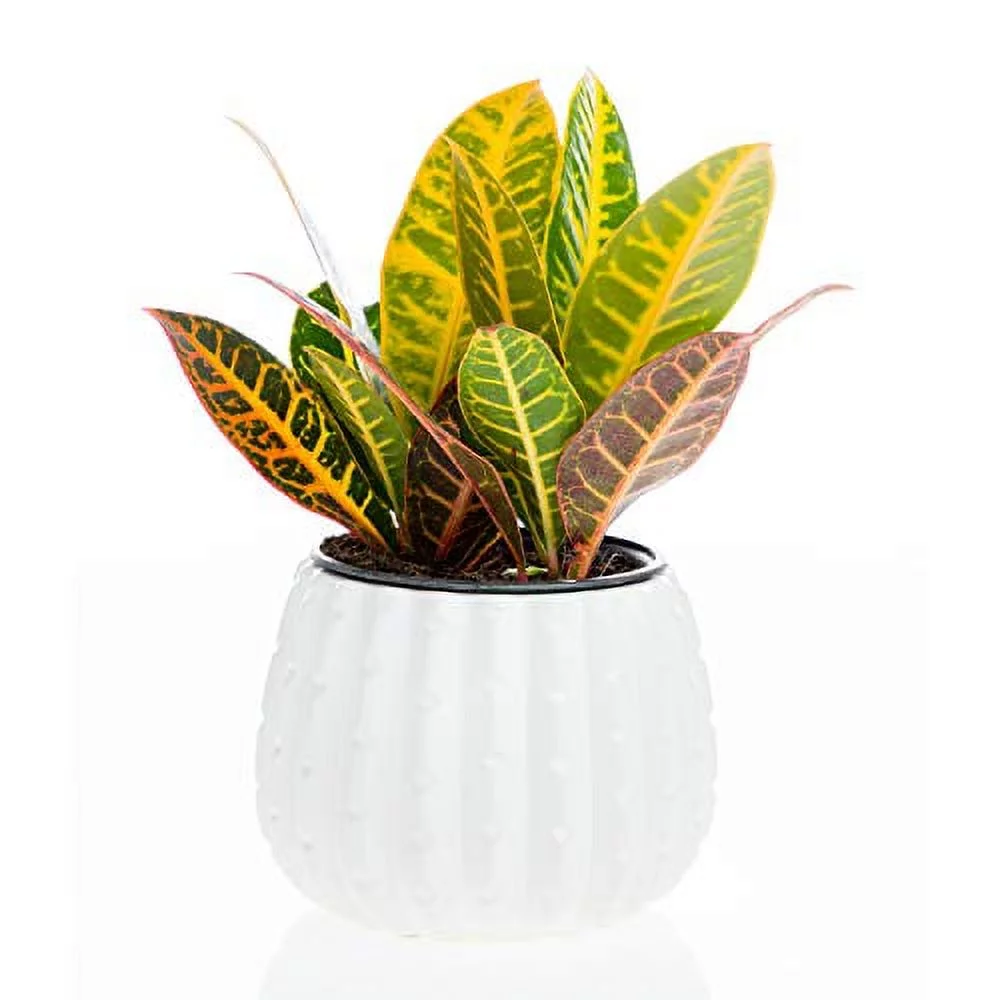 White Cactus Ceramic Pot | Modern Pot Decor for Home or Office (7