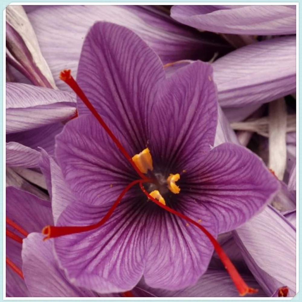 Crocus Bulbs Gift Cut Flower Healthy Crocus Bulbs For Planting Perennial